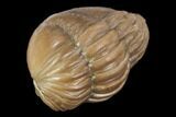 Wide, Enrolled Asaphus Expansus Trilobite - Russia #126158-2
